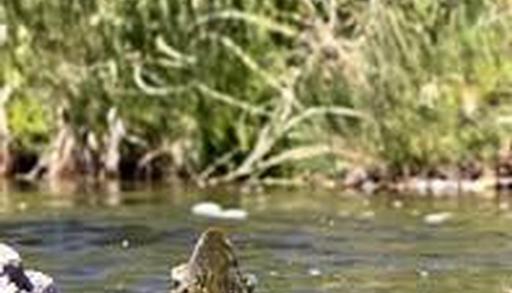 Great fishing on the Smith River