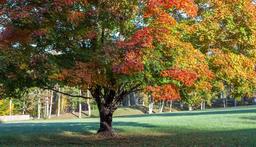 A beautiful time of the year for outdoor live music